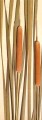Cumbungi / Bullrush [Typha ]