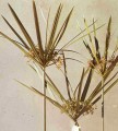 Cyperus Involucratus