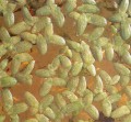 Duckweed [Lemna spirodela]
