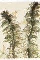 Elodia [Egraria densa]