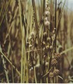 Floating Bur-reed[Sparganium antipodum]