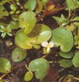 Frogbit [Hydrocharis dubia]