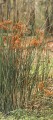Giant Buttercup [Ranunculus lingua grandiflora]