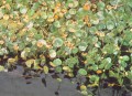 Hydrocotyle Bonaruensis