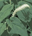 Lizards Tail [Saururus cernuus]