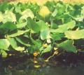 Nuphar Lutea