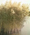 Phragmites Australis