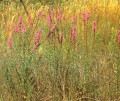 Purple Loosestrife [Lythrum salicaria]