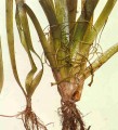 Ribbon Grass [Vallisnaria spiralis]
