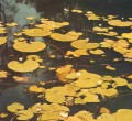 River Buttercup [Ranunculus inundatus]