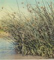 River Clubrush [Scirpus validus]