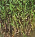 Sagittaria Graminea