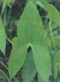 Arrowhead (Sagittaria)