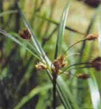 Marsh Clubrush [Scirpus fluviatilis]