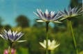Stellata