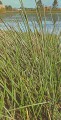 Tall Spikerush [Eleocharis sphacelata]