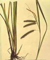 Tassel Sedge (Carex Fascicularis)