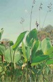 Thalia Dealbata Japonica