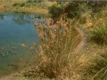 Tussock Rush [Juncus usitatus]