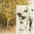 Umbrella Sedge [Cyperus eragrostis]