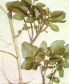 Watercress (Nasturtium Officinale)