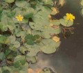 Water Fringe [Nymphoides geminata]