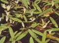 Water Hawthorn [Aponogeton]