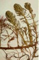 Water Milfoil [Myriophyllum aquaticum]