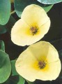 Water Poppy [Hydroclys nymphoides]