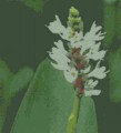 White Pickeral Rush [Pondetera alba]