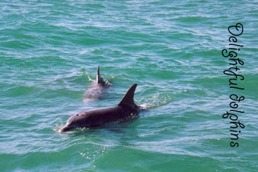 Dolphins