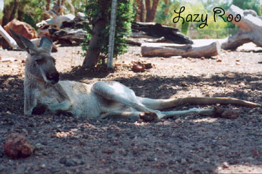 Kangaroo