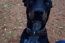 Tess