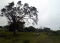 An Old Tree