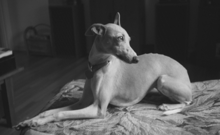 LibbyLou