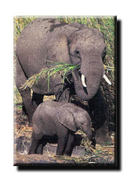 Elephants