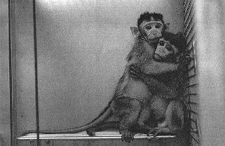 Pequenos macacos utilizados em experimentos cient�ficos.