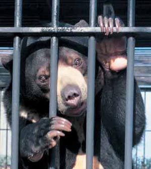 Urso preso em zool�gico. Esses ursos geralmente se apresentam em circos tamb�m. Os donos os amarram e vedam seus olhos para que tirem fotos com as crian�as.