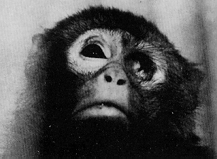O produto que voc� usa nos olhos n�o te cega porque pode ter cegado este macaco antes.