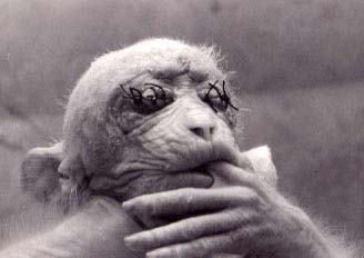 Macaco utilizado em experimentos.