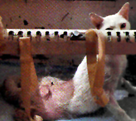 Gato queimado em testes de laborat�rio.
