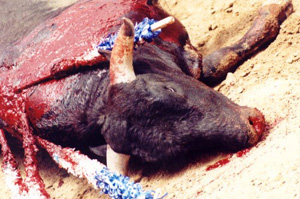 Touro banhado em sangue ap�s tourada.