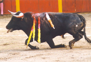 Cada espeto traz profunda dor ao animal, pois atinge seus m�sculos.