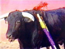 Mais tourada.