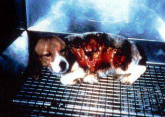 Filhote de beagle queimado.
