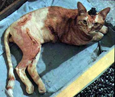 Gato cheio de cicatrizes e com aparelho no c�rebro.
