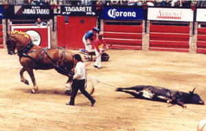 Depois da tourada o animal, ainda vivo, � retirado da arena para ser esquartejado.