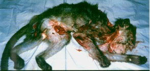 Macaco morto.