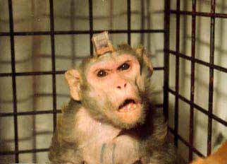 Macaco aparelhado.