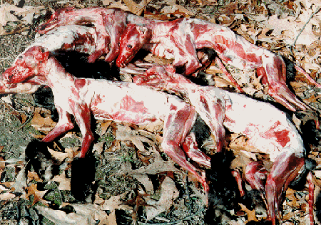 Raposas mortas.
